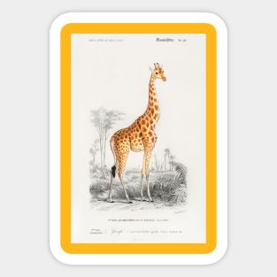 Giraffe (Giraffa camelopardalis) Sticker